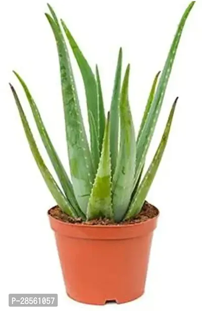 Earth Angels Aloe Vera Plant ALOEVERA PLANT-13-thumb0