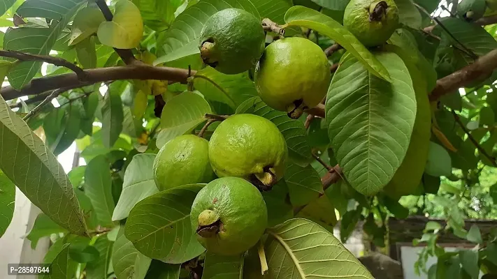 Guava Plant  Guava Plant heaven171