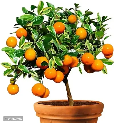 Earth Angels Orange Plant decorativecalamondin orange tree-04-thumb0