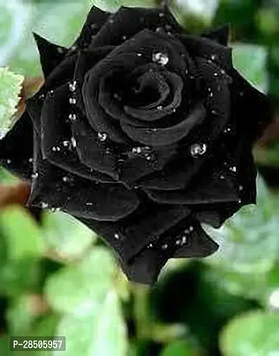 Rose Plant  BLACK ROSE FLOWER Plant S-thumb0