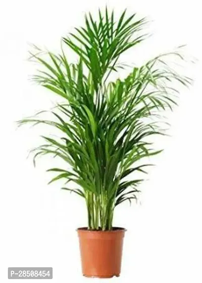 Areca Palm Arica xPlant genic12-thumb0