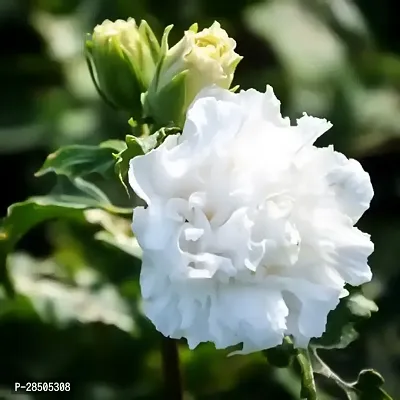 Hibiscus Plant  White Double GudhalHibiscus-thumb0