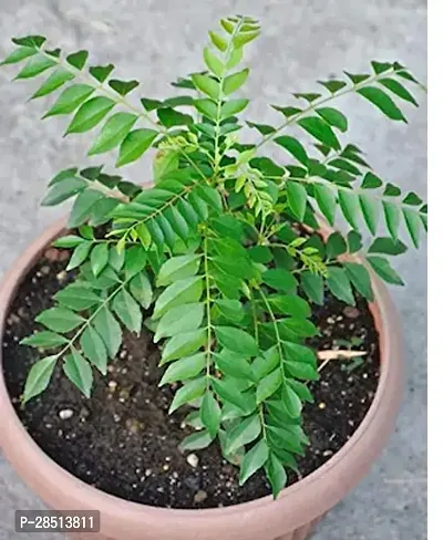 Natural Live Plant for Home Garden-thumb0