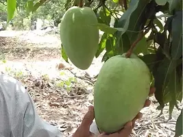 Mango Plant  NURJAHAN MANGO Plant  050-thumb1