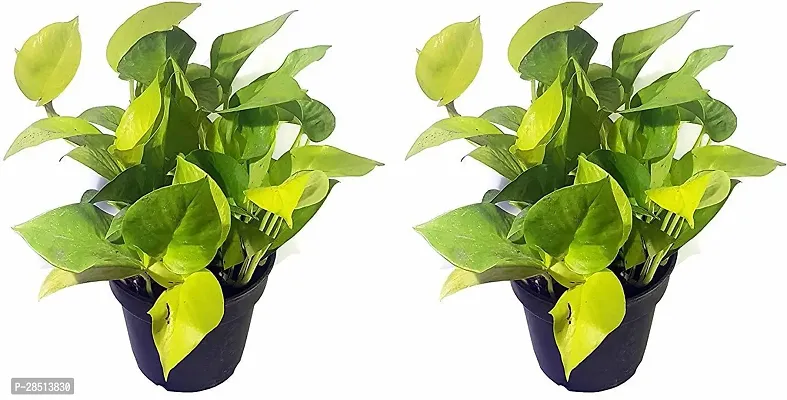 Natural Live Plant for Home Garden-thumb0