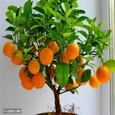 Earth Angels Orange Plant Orange Plant40-thumb0