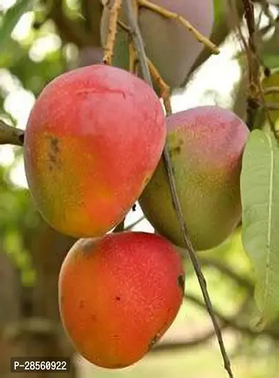 Earth Angels Mango Plant Gulab Khaas Grafted Mango Plant.-thumb0