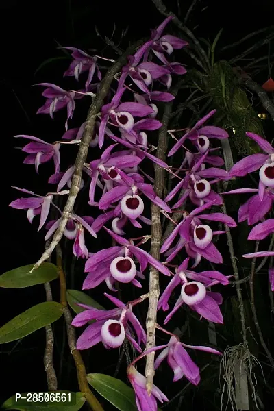 Orchid Plant  Dendrobuim lituiflorum-thumb0