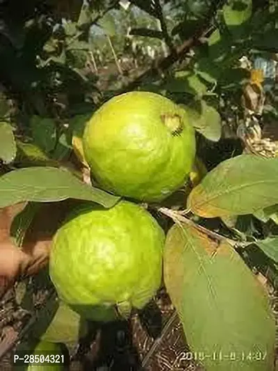 Guava Plant  Guava Plant  256-thumb0