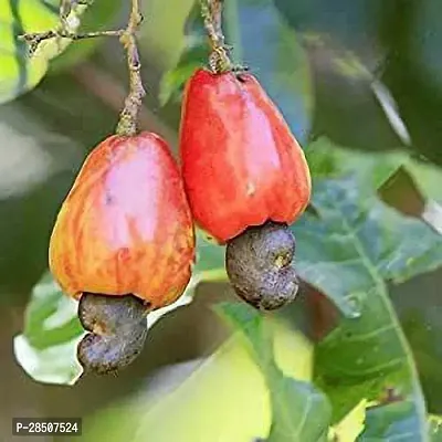 Cashew Apple Plant  Kaju Badam Plant-thumb0