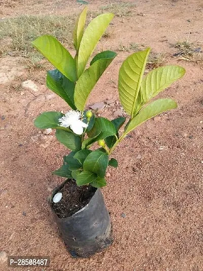 Guava Plant  Guava XPLNZLY02-thumb2