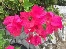 Bougainvillea Plant  Bougainvillea Flower Plant  K10-thumb1