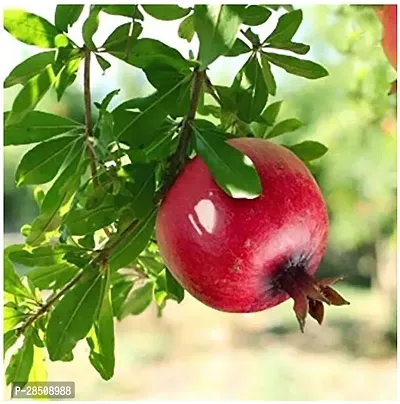 Pomegranate Plant  Bedana XPBReba284-thumb0