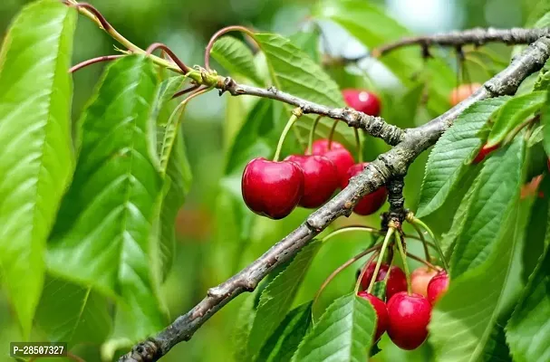 Cherry Fruit Plant  CHDC01-thumb0