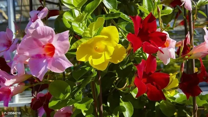 Mandevilla Plant  Mandevilla Plant-thumb0