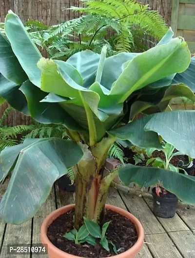 Natural Live Plant for Home Garden-thumb0