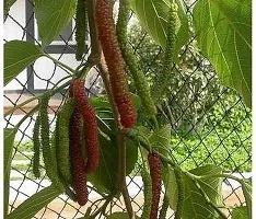 ShahtootMulberry Plant  Lomon grass Plant-thumb1