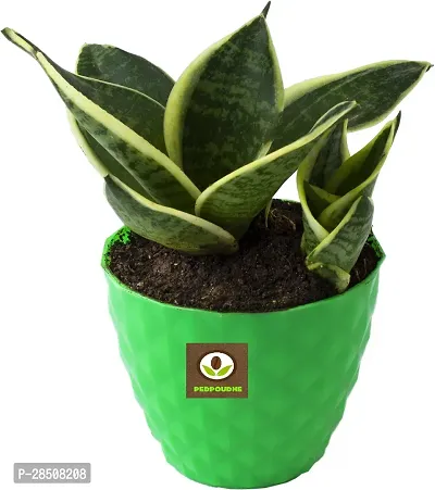 Snake Plant  SnakePlant  XPEDPOUDHE-thumb0