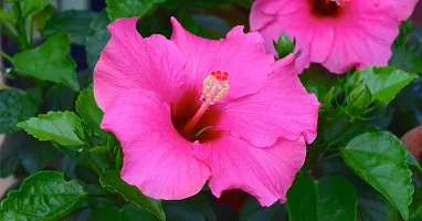 Hibiscus Plant  Hibiscus flower Plant 2-thumb1