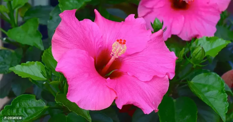 Hibiscus Plant  Hibiscus flower Plant 2-thumb2