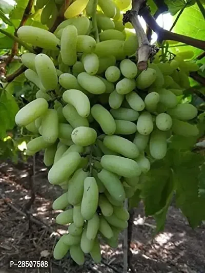 Grape Plant  GRAPES-thumb0
