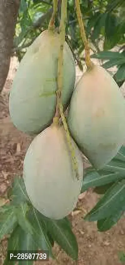 Mango Plant  Mango XOxygreenPlant