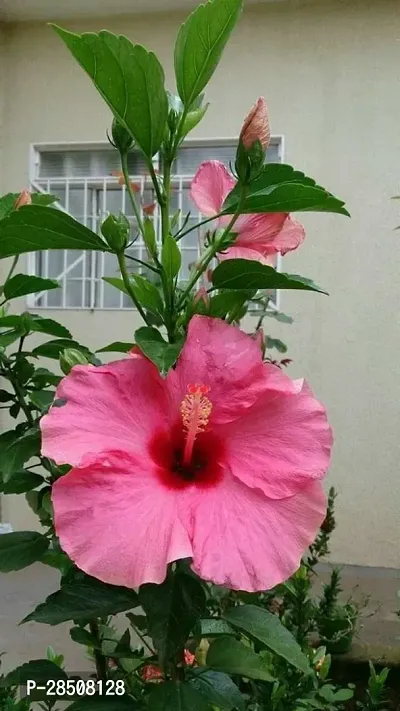 Hibiscus Plant  Hibiscus Plant heaven91-thumb0