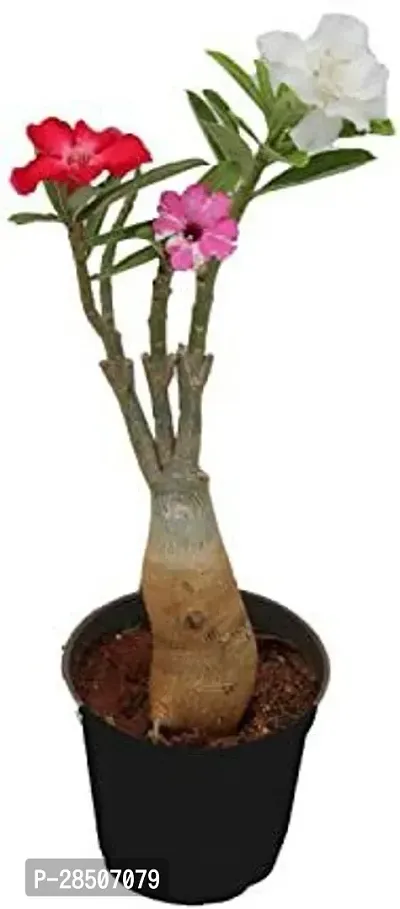 Adenium Plant  Adenium 3 Mulit Grafted Plant 555-thumb0