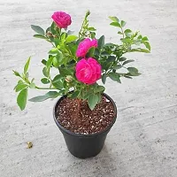 Natural Live Plant for Home Garden-thumb1