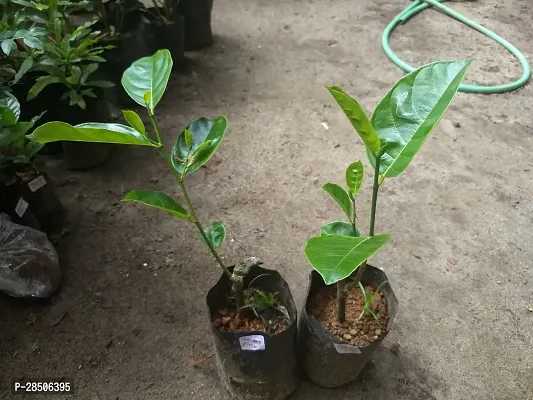 Jackfruit Plant  Jackfruit Live Plant  DANG SURIYA THAILAND-thumb2