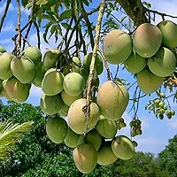 Mango Plant  HIMSAGAR MANGO Plant  065-thumb1