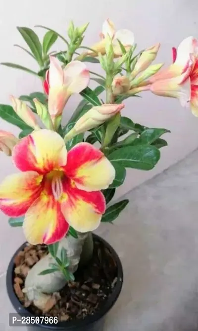 Adenium Plant  Adenium Plant heaven32