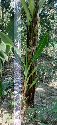 Banana Plant  BANANA Plant-thumb2