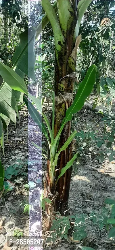 Banana Plant  BANANA Plant-thumb3