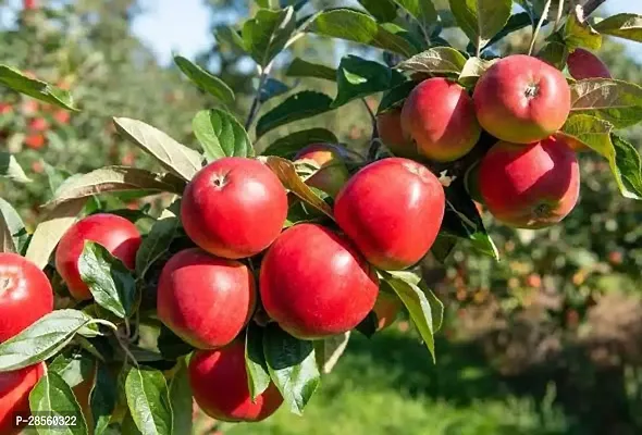 Earth Angels Apple Plant Red Apple Plant-thumb3