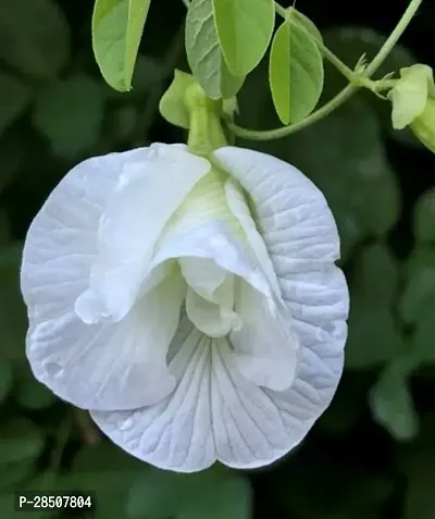 Aparajita Butterfly Pea Plant  Aparajita White Xpagoda point-thumb0