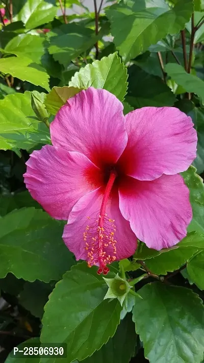 Hibiscus Plant  Hibiscus flower Plant 2-thumb0