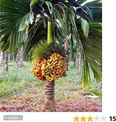 Betel NutSupari Plant  Arecanut Model name Sree varjdhan  Plant-thumb0