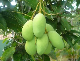 Mango Plant  Mango Fruit Live Plant  Imam Pasand-thumb1