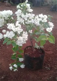 Bougainvillea Plant  Bougainvillea White Plant-thumb2