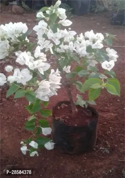 Bougainvillea Plant  Bougainvillea White Plant-thumb3