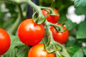 Earth Angels Tomato Plant Mango plant1-thumb1