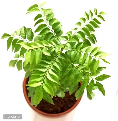 Natural Live Plant for Home Garden-thumb0