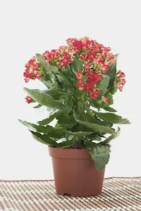 Kalanchoe Plant  Live Widows Thrill Plant-thumb1