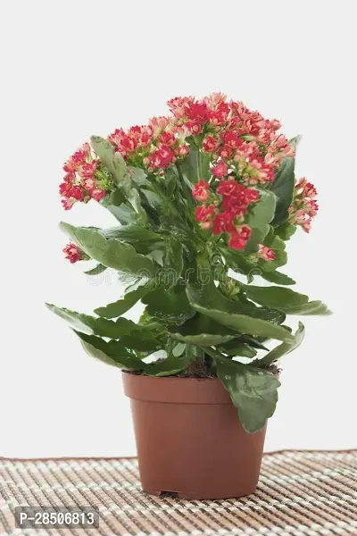 Kalanchoe Plant  Live Widows Thrill Plant-thumb2