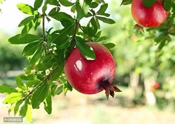 Pomegranate Plant  dalim Plant-thumb0