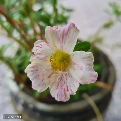 Natural Live Plant for Home Garden-thumb0