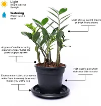 Zamia Zz ZZPlant  XPottPlant s-thumb1