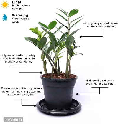 Zamia Zz ZZPlant  XPottPlant s-thumb2