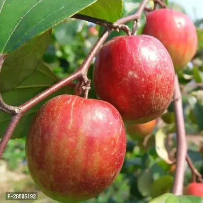 Ber Apple Plant  Ber appel Plant-thumb0